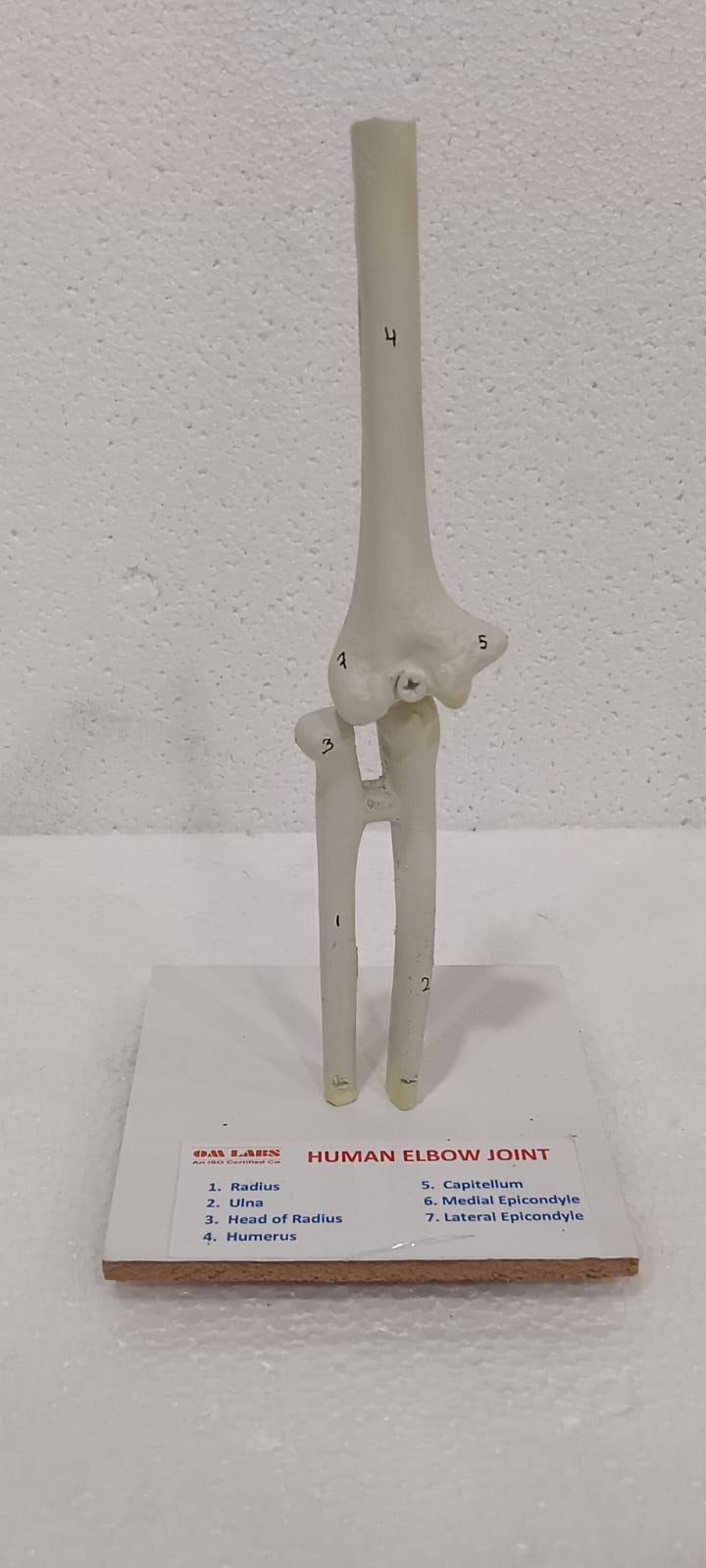 Human Elbow Joint Model