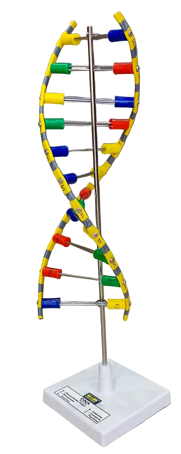 DNA Model Helix On Stand
