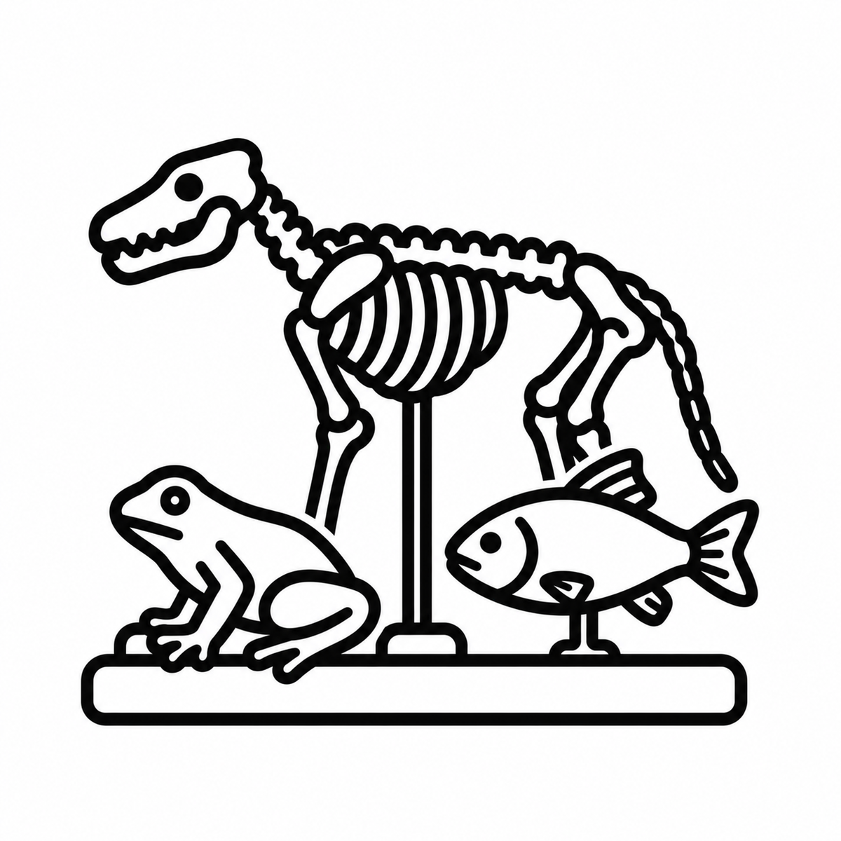 Zoology Models