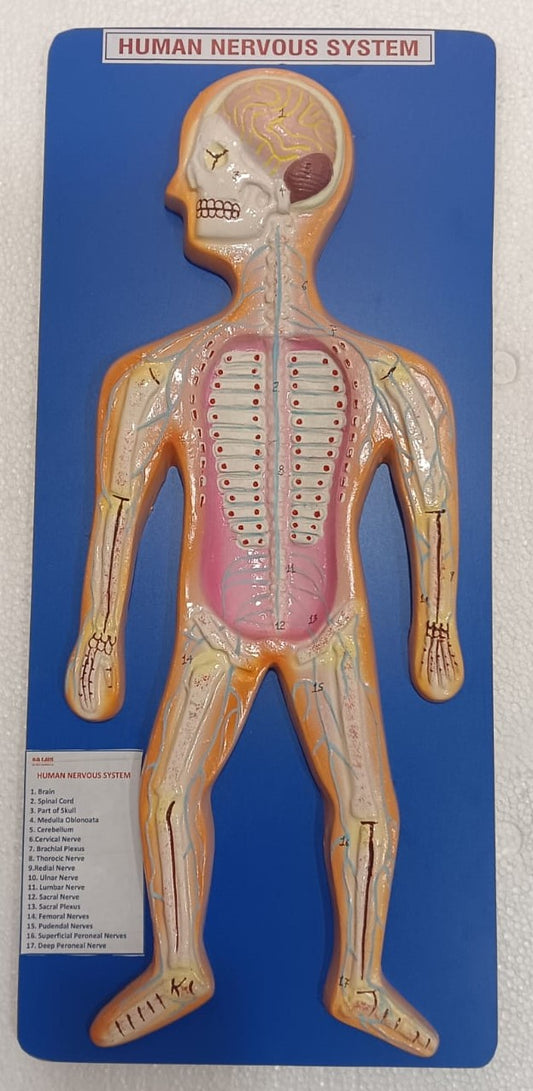 Human Nervous System on Board Model Superior 22 x 9.5"