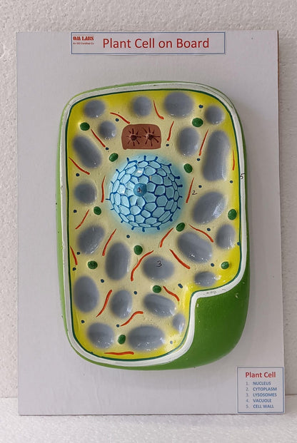 Plant Cell On Board Model ( 14"X 9.5)