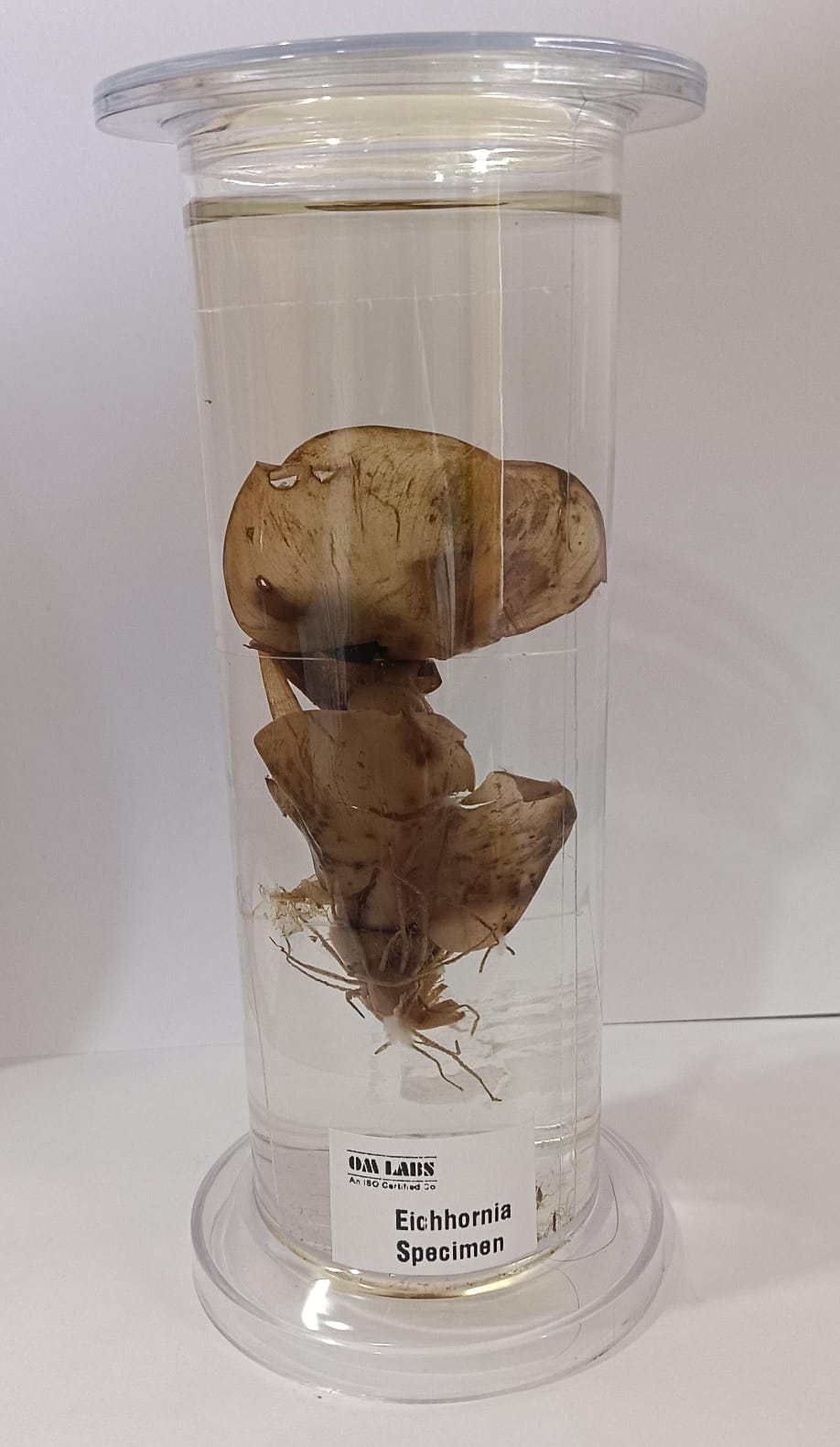 Johnny Specimen Eichhornia Specimen | Botany Specimen – scientifickart