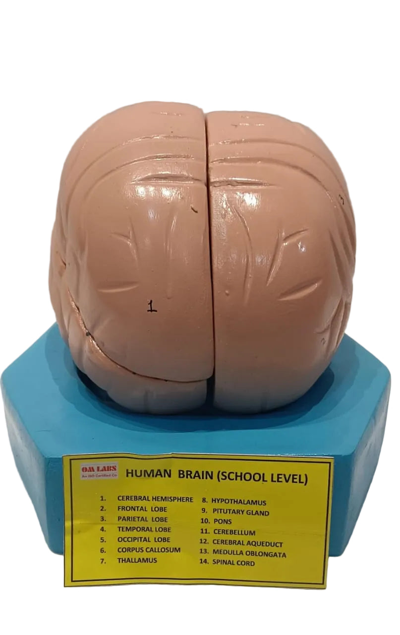 Human Brain 4 Part With Base Model