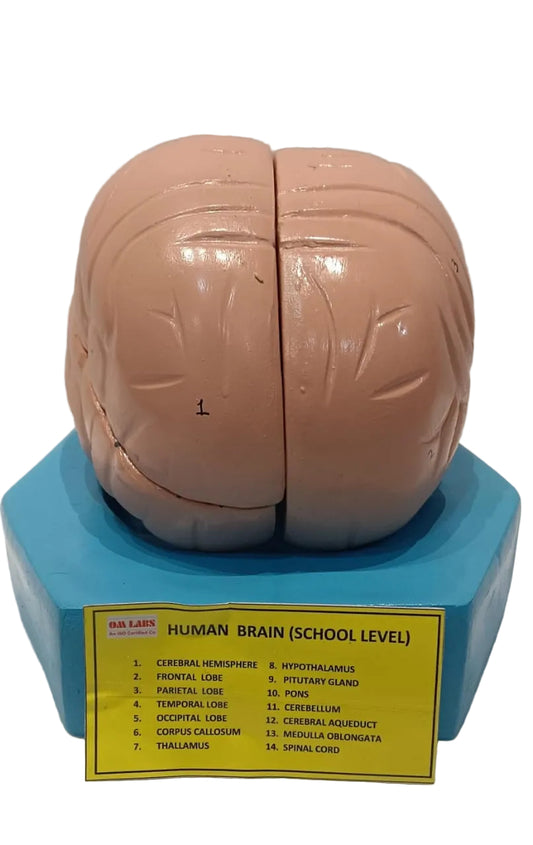 Human Brain 4 Part With Base Model