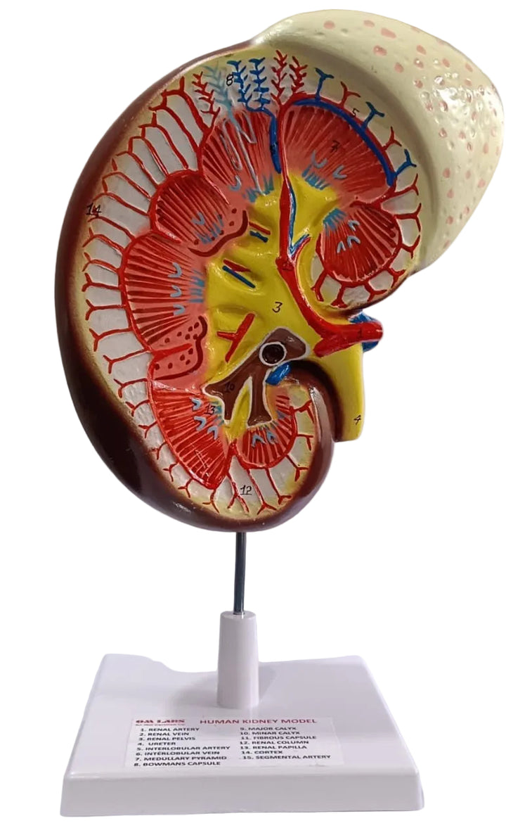 Anatomy Models – Page 2 – scientifickart