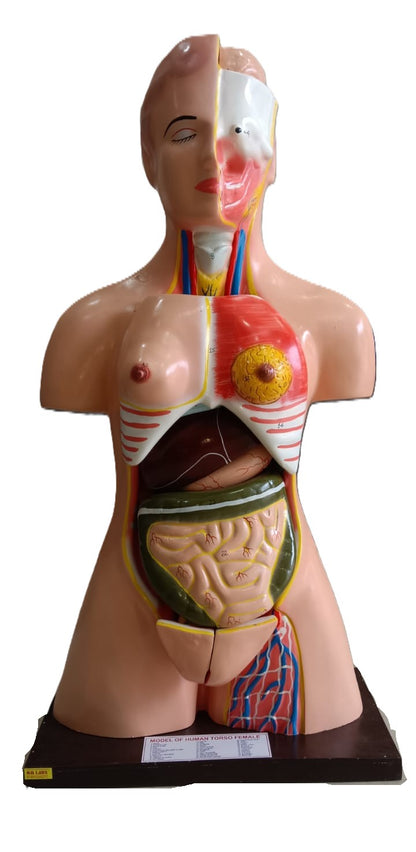 Human Torso Female Model Size: 85cm