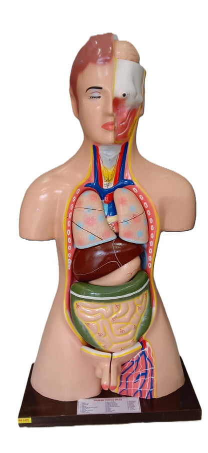 Human Torso  Male Model Size: 85cm