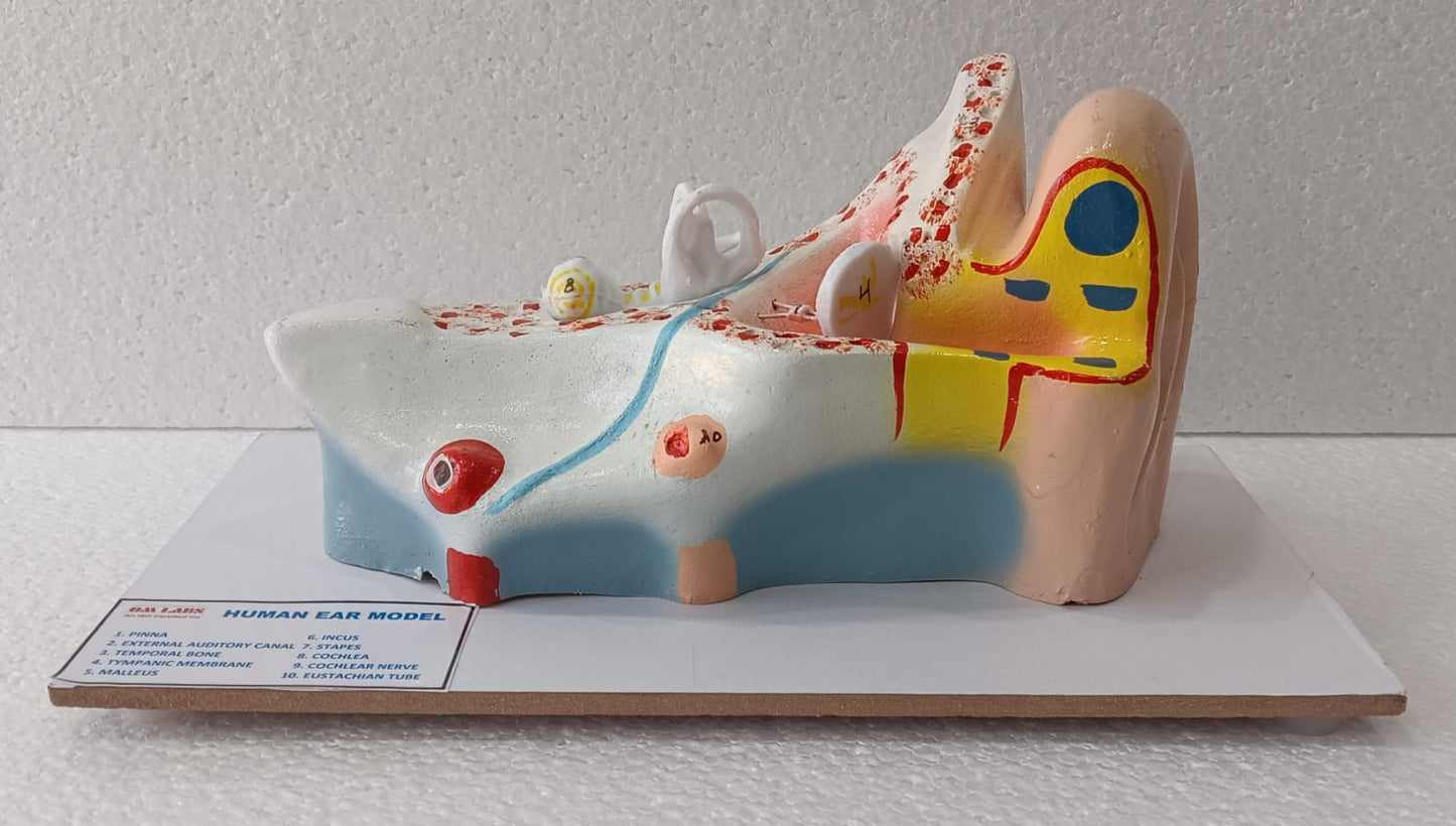 Human Ear On Base Model