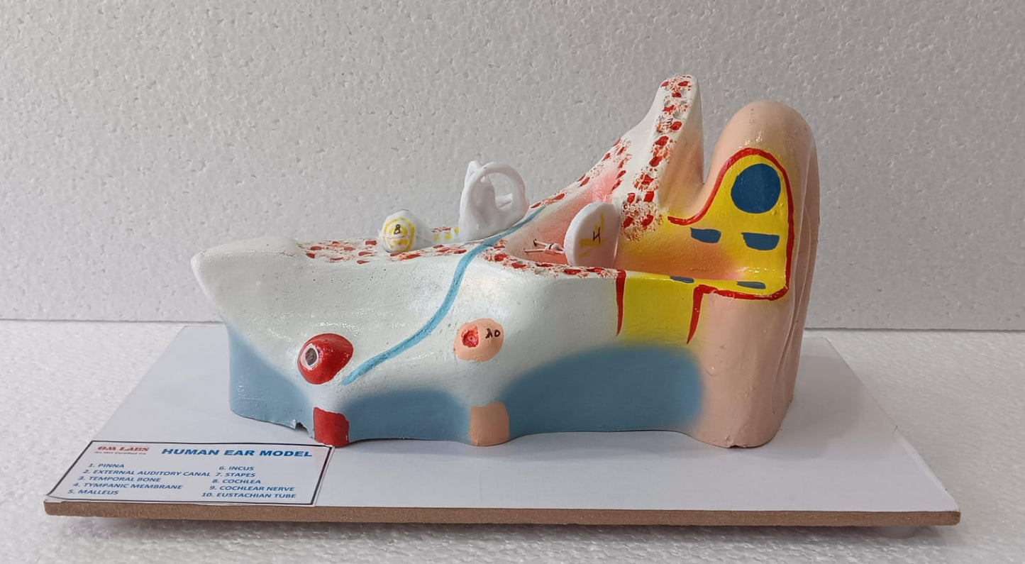 Human Ear On Base Model