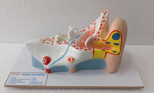 Human Ear On Base Model