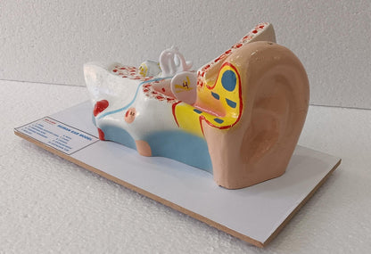 Human Ear On Base Model