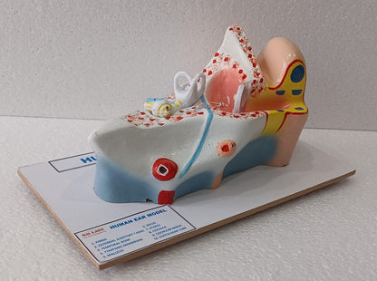 Human Ear On Base Model
