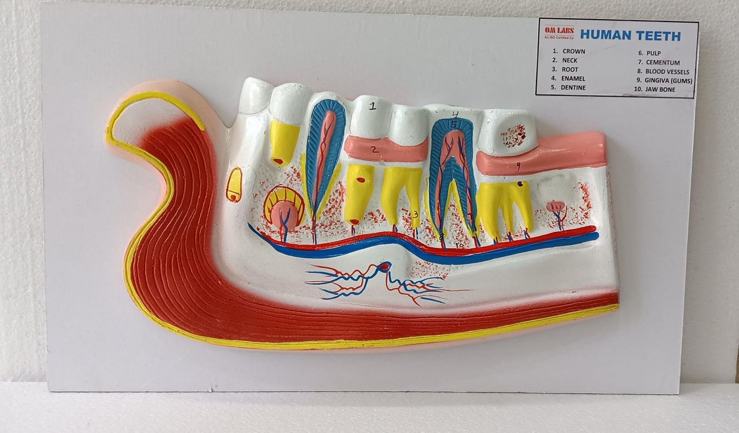 Human Teeth Model
