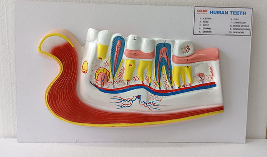 Human Teeth Model