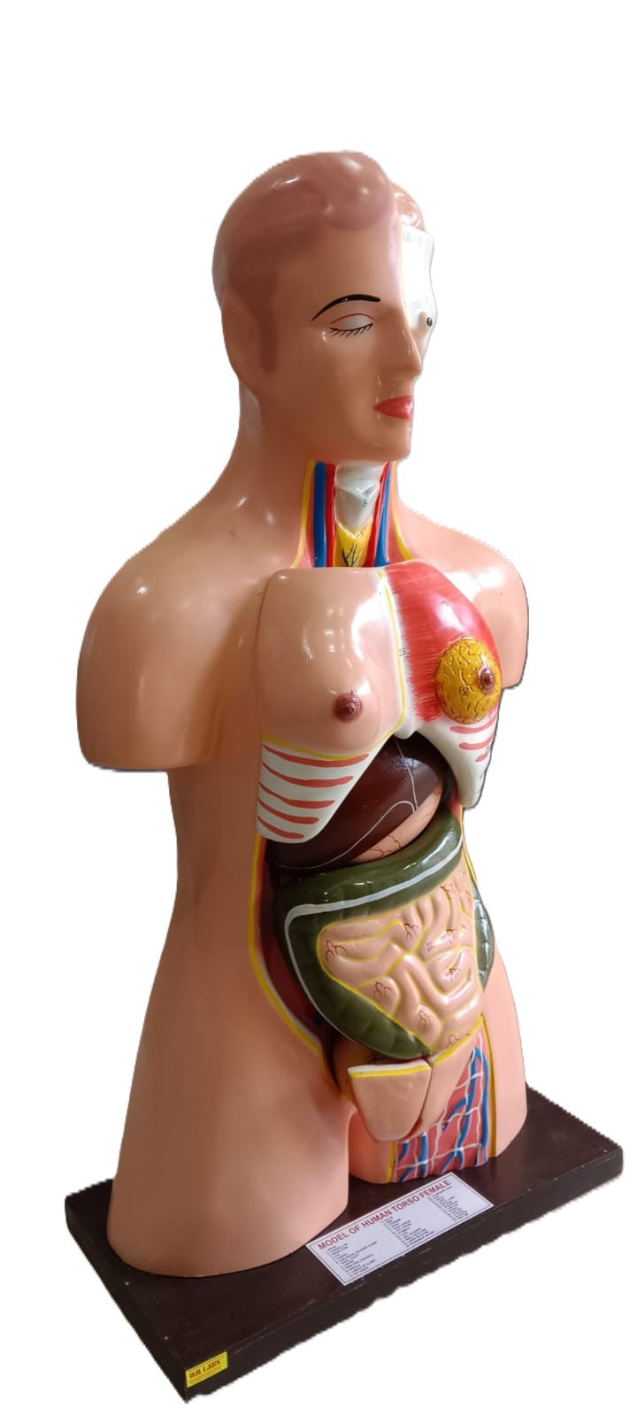 Human Torso Female Model Size: 85cm