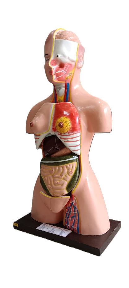 Human Torso Female Model Size: 85cm