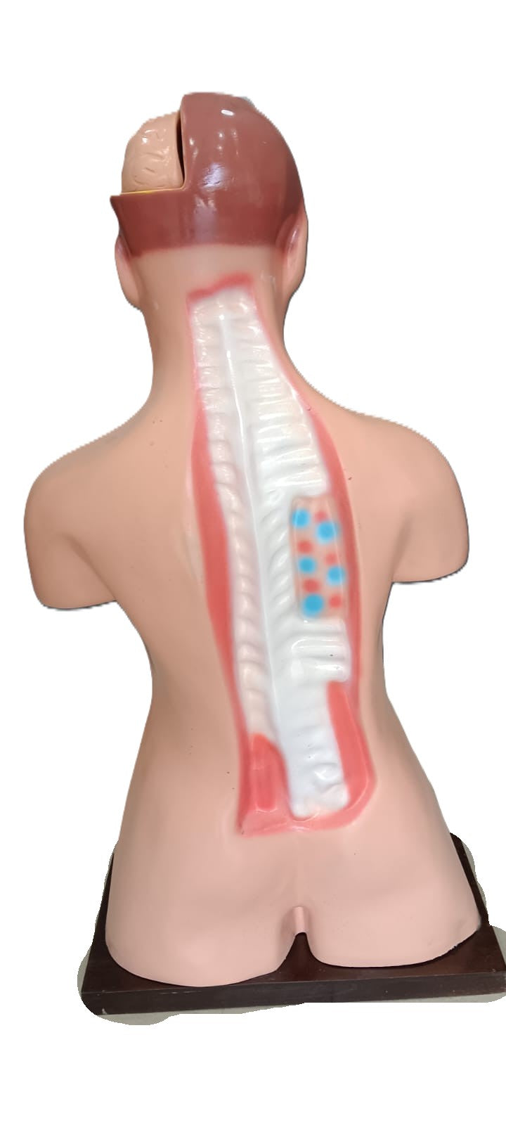 Human Torso Female Model Size: 85cm