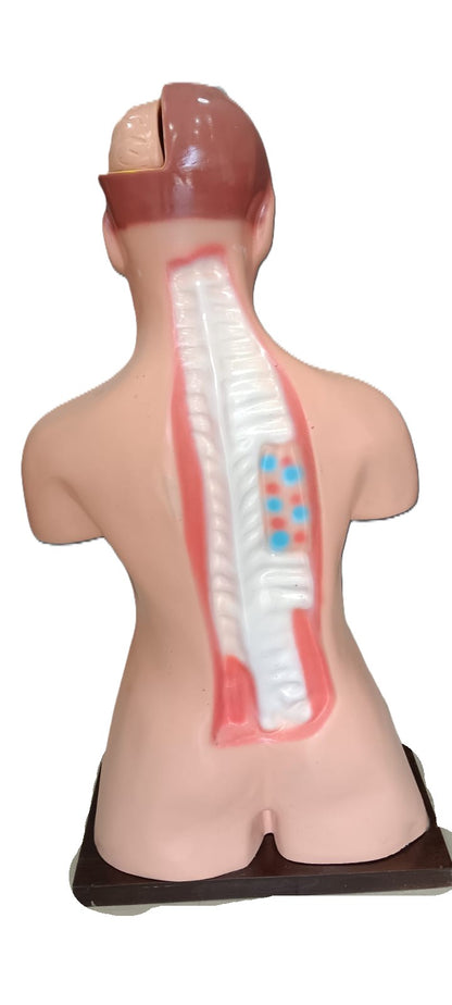 Human Torso Female Model Size: 85cm