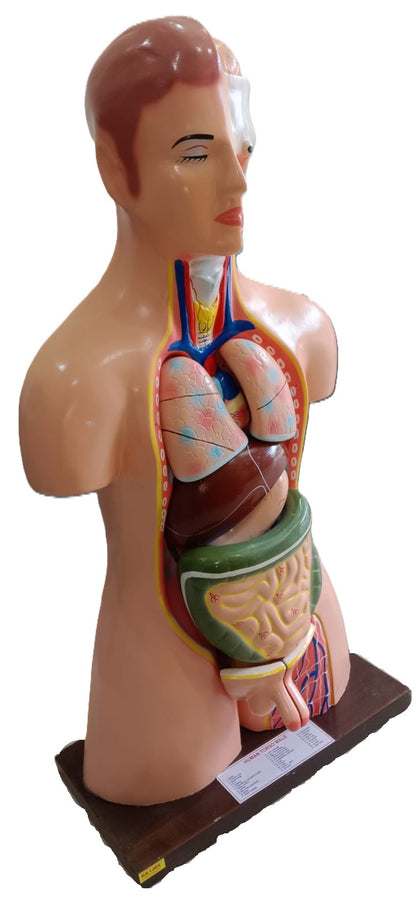 Human Torso  Male Model Size: 85cm