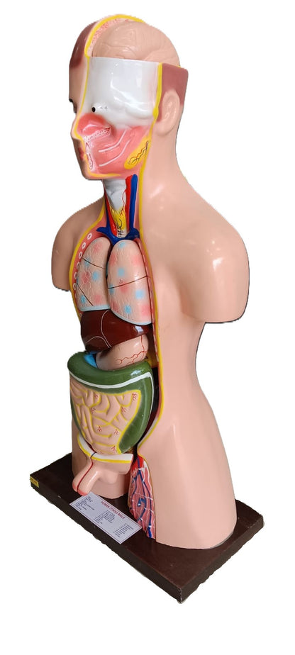 Human Torso  Male Model Size: 85cm