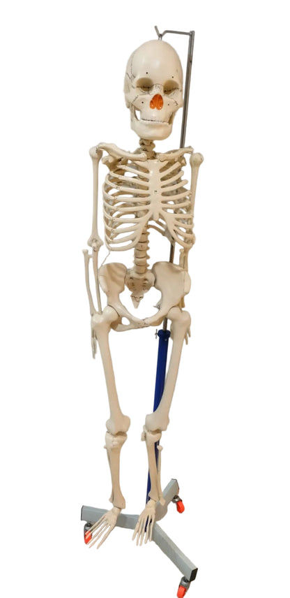 Human Skeleton Superior 5 Feet Long | Without Stand