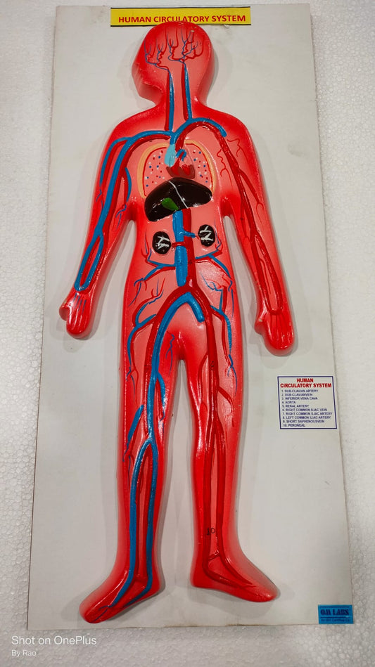 Human Circulatory System