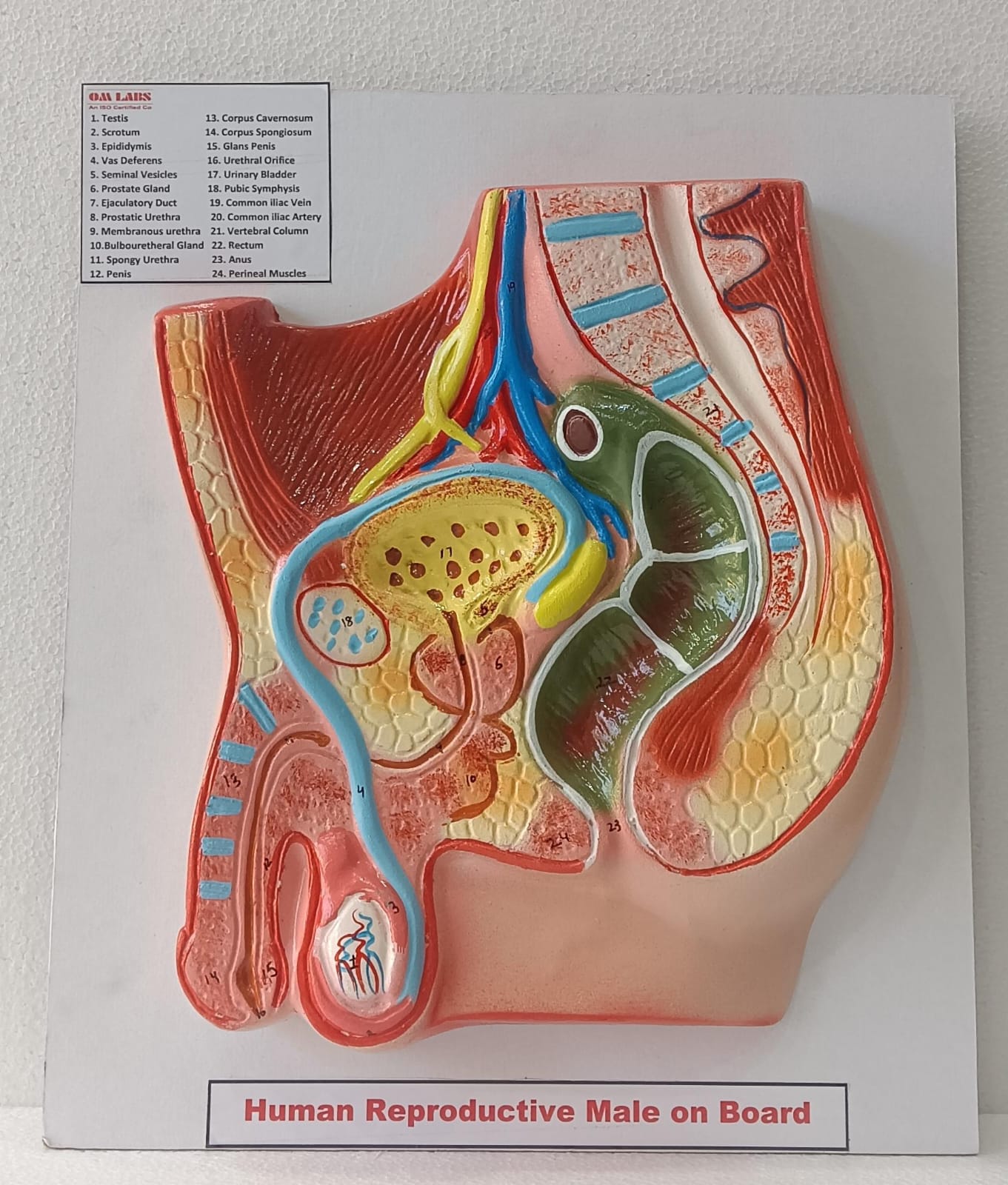 Human Reproductive System Male On Board 14 X 12"