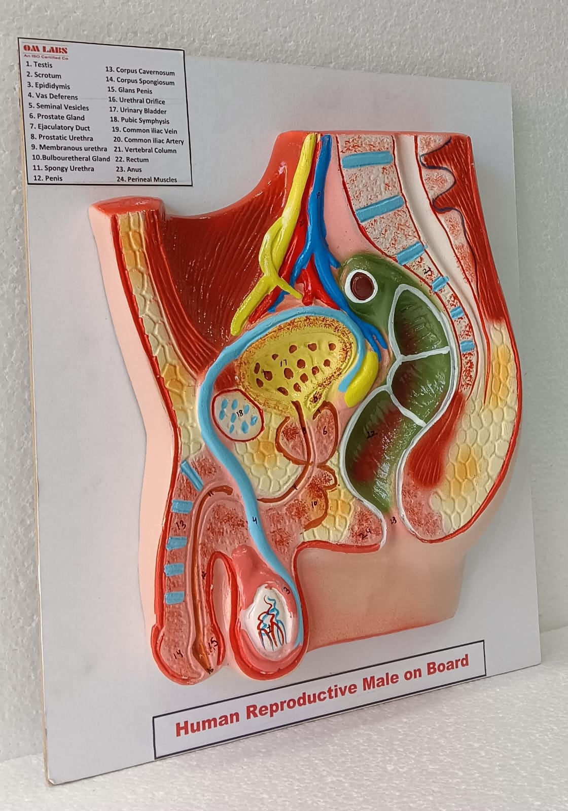 Human Reproductive System Male On Board 14 X 12"