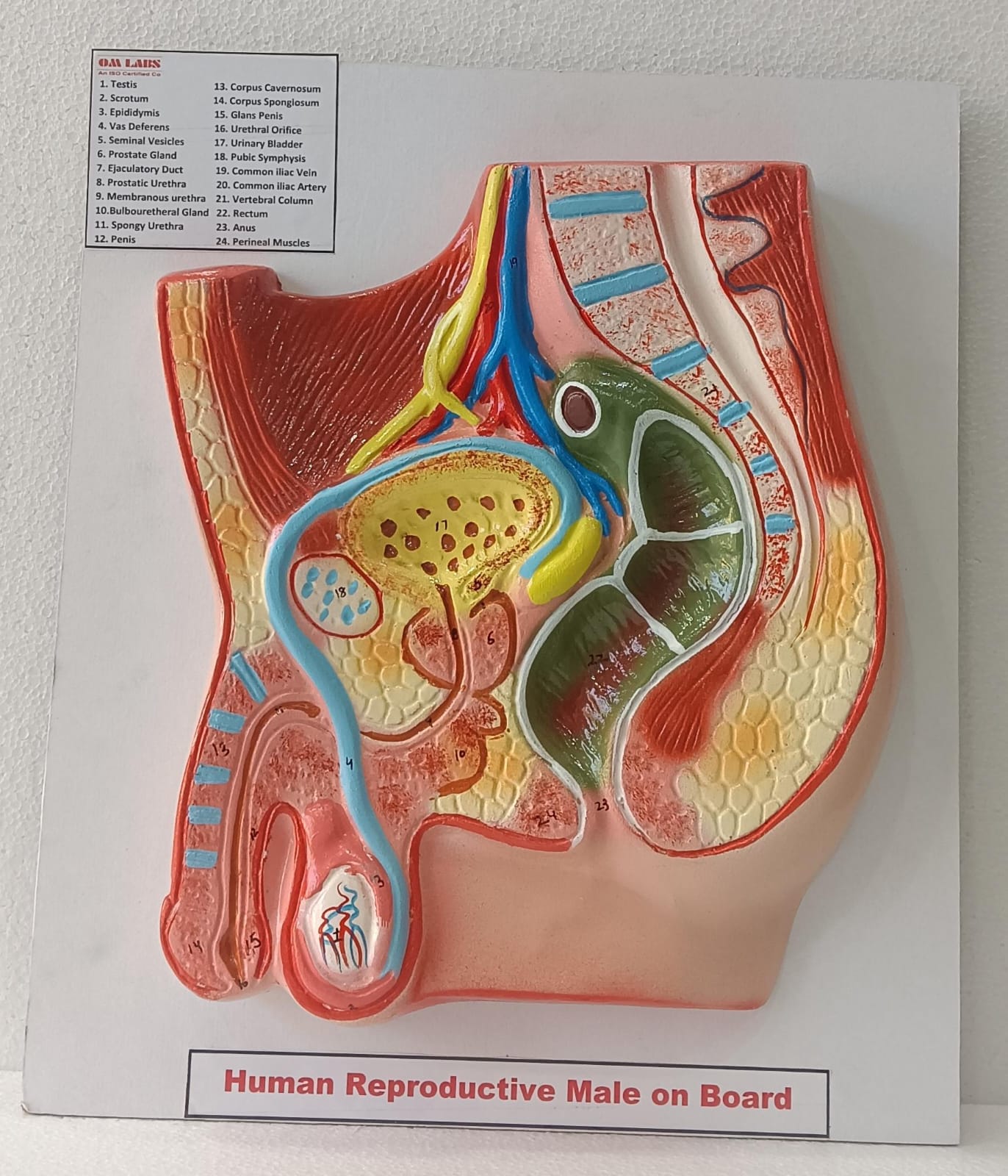 Human Reproductive System Male On Board 14 X 12"