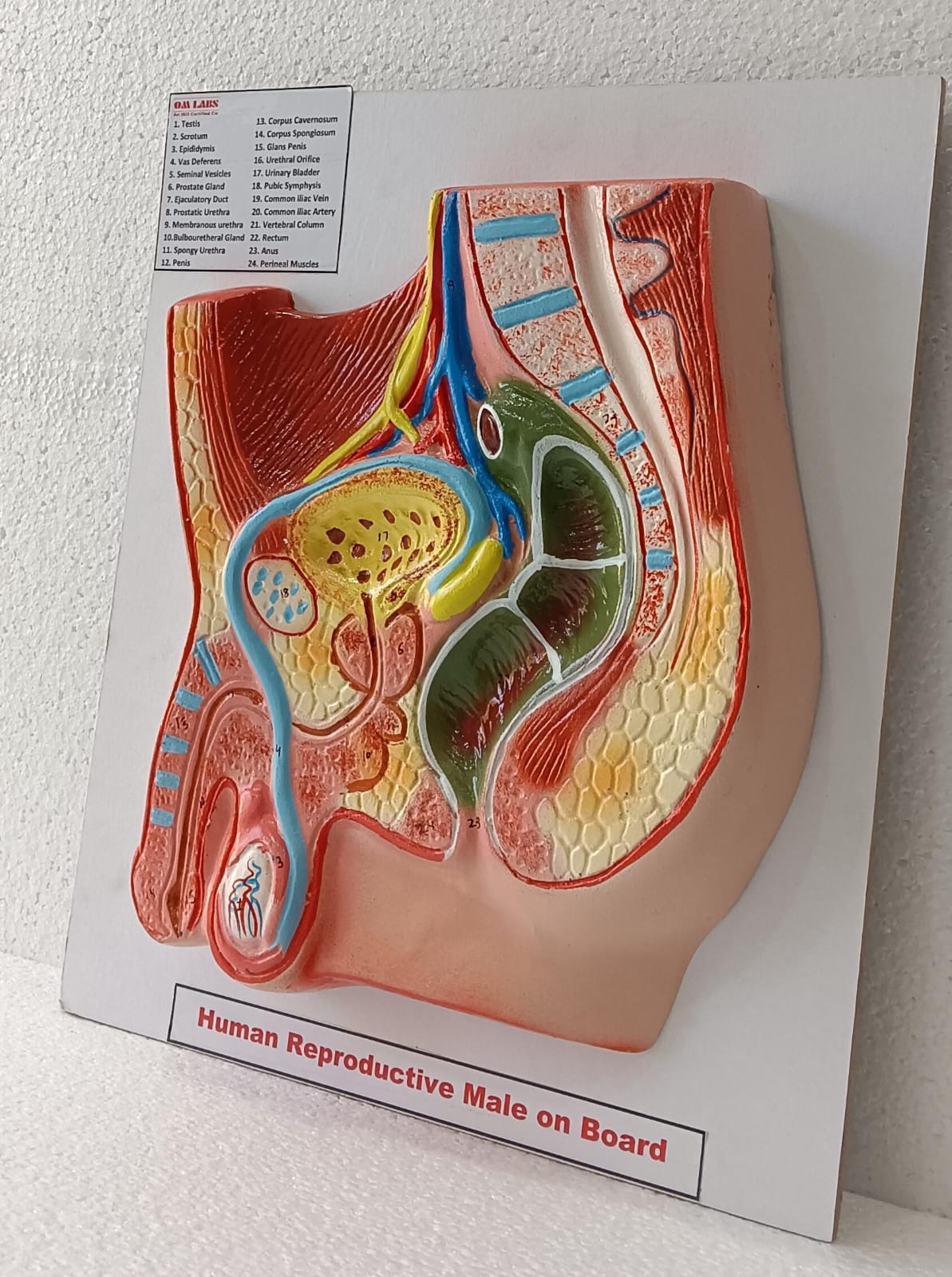 Human Reproductive System Male On Board 14 X 12"