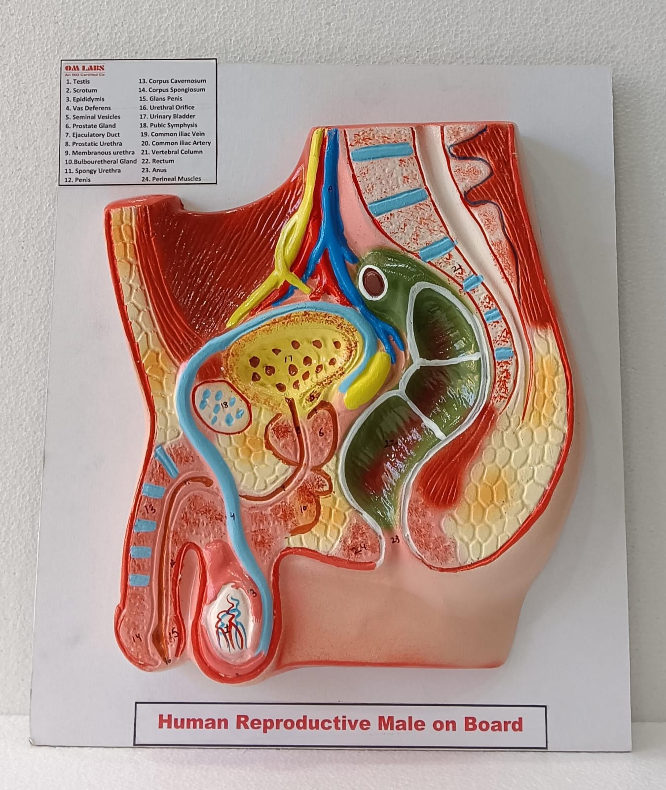 Human Reproductive System Male On Board 14 X 12"