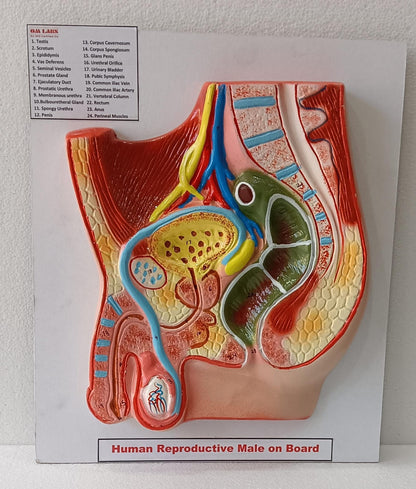 Human Reproductive System Male On Board 14 X 12"