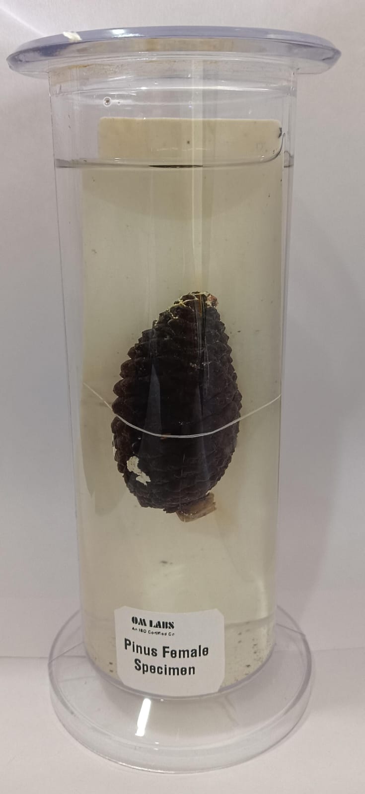 Pinus Female Specimen | Botany Specimen – scientifickart