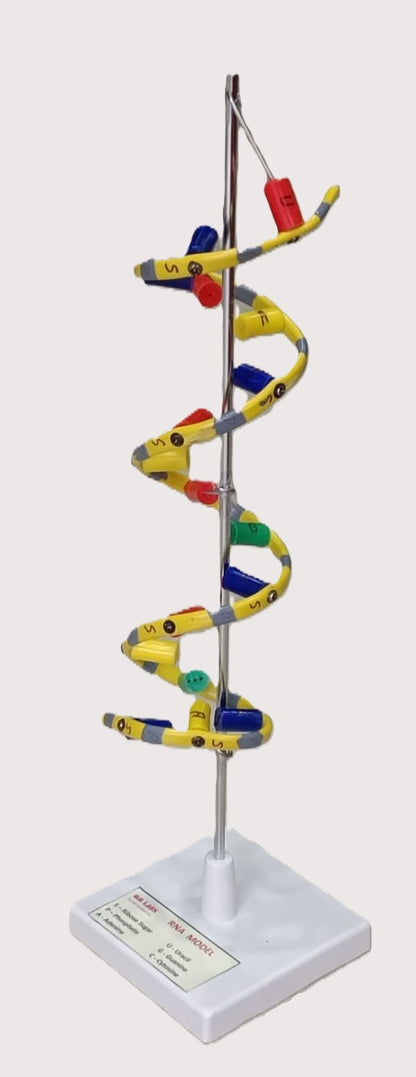 RNA Model Helix On Stand