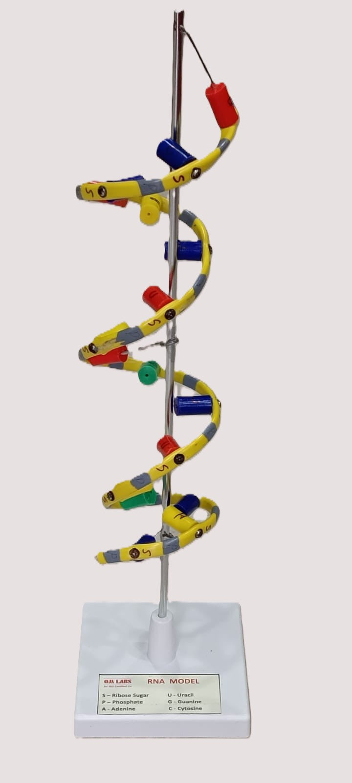 RNA Model Helix On Stand