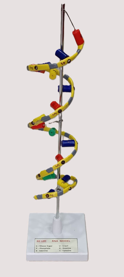 RNA Model Helix On Stand
