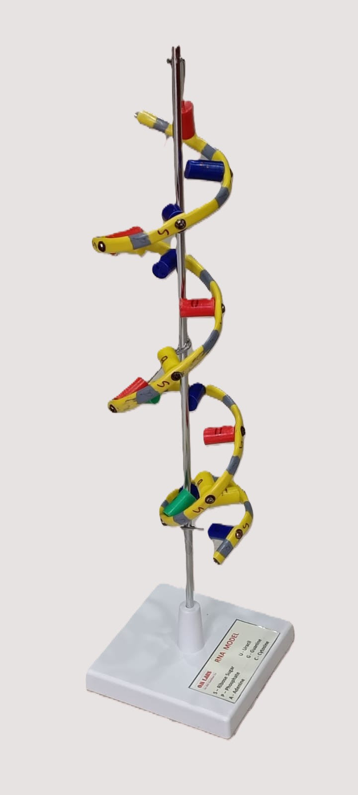 RNA Model Helix On Stand