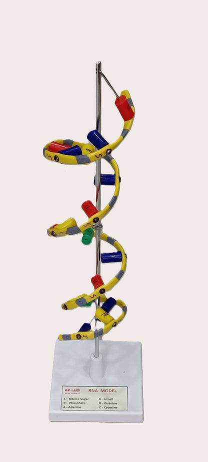 RNA Model Helix On Stand