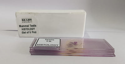 Mammal Testis T.S. Prepared Microscope Set Of 5 Pcs With Plastic Box