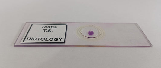 Mammal Testis T.S. Prepared Microscope Set Of 5 Pcs With Plastic Box