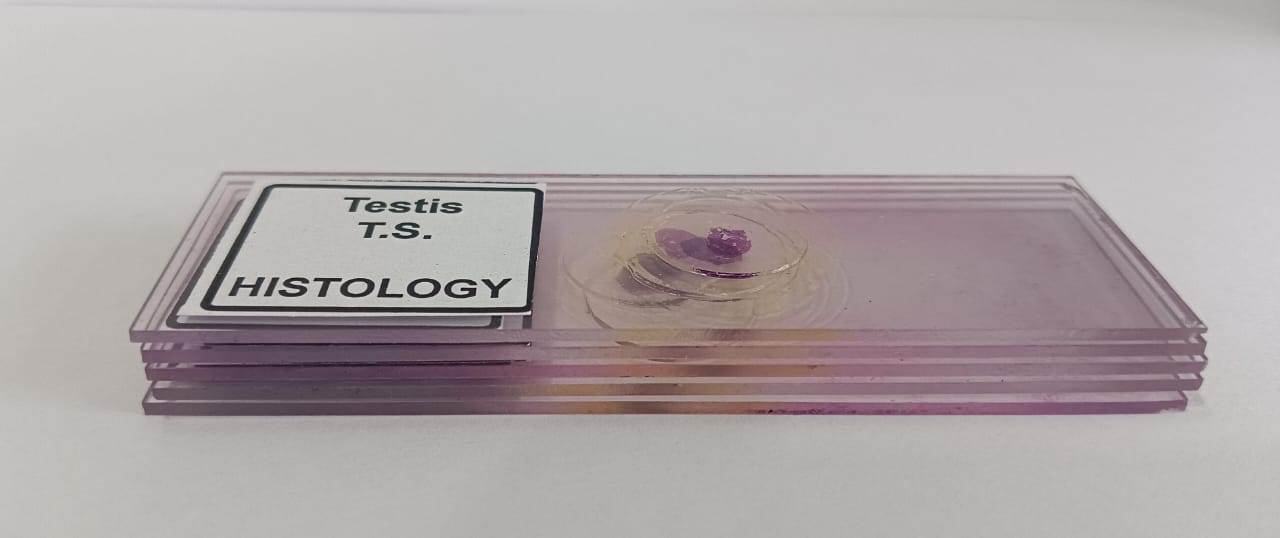 Mammal Testis T.S. Prepared Microscope Set Of 5 Pcs With Plastic Box