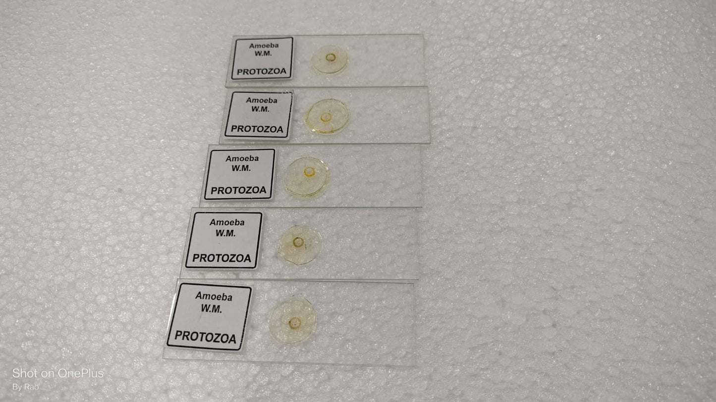 Amoeba Protozoa W.M Slides (Pk. of 5Pcs.)