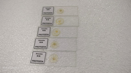 Amoeba Protozoa W.M Slides (Pk. of 5Pcs.)
