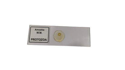 Amoeba Protozoa W.M Slides (Pk. of 5Pcs.)