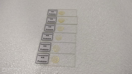 Paramecium W.M. Set Of 5 pcs. With Plastic Box