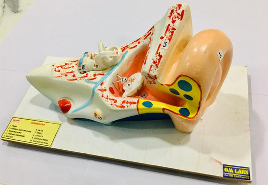 Human Ear On Base