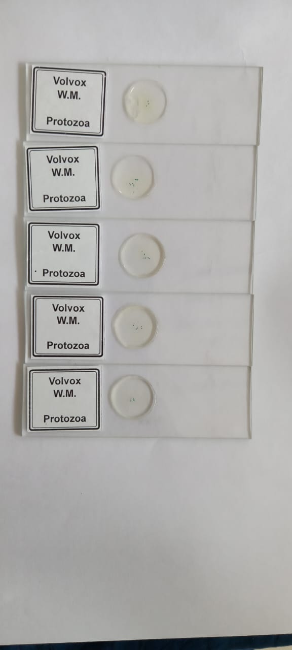 Volvox Slides Set Of 5 Pcs With Plastic Box