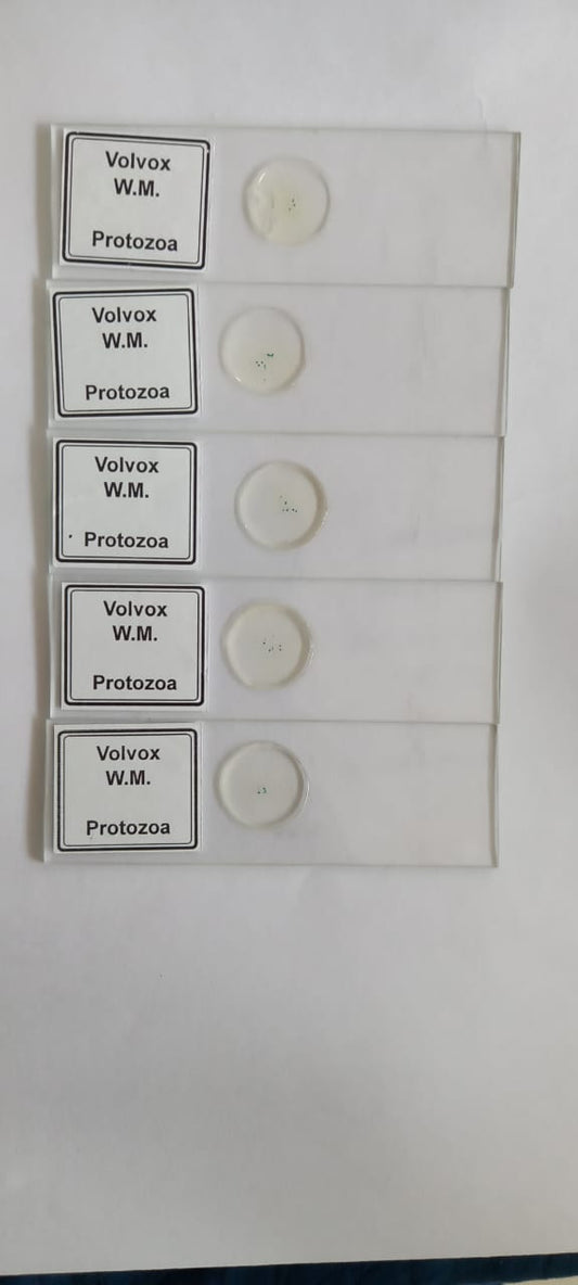 Volvox Slides Set Of 5 Pcs With Plastic Box