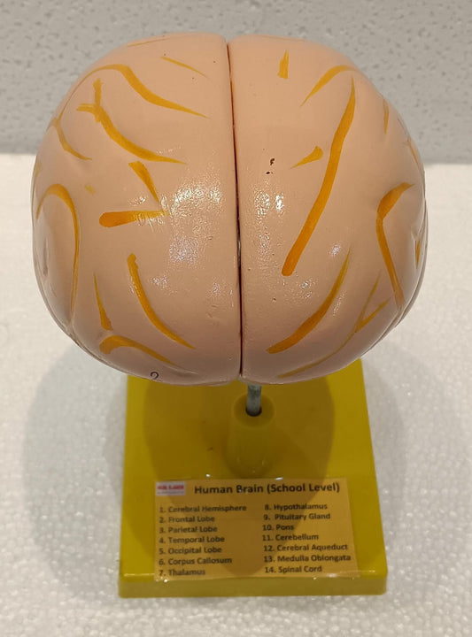 Model of a human brain with labeled parts on a white background