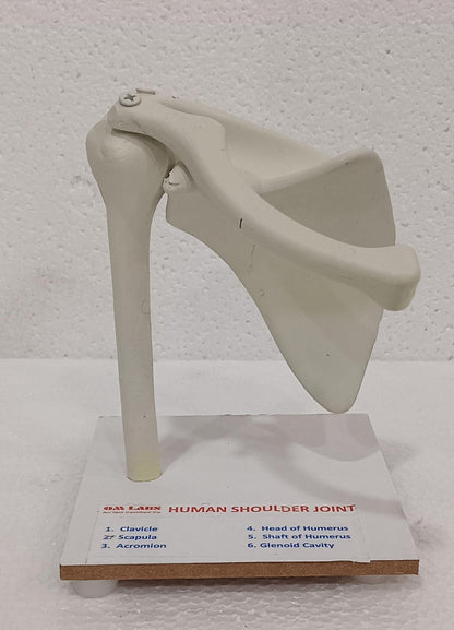Human Joints Models ( Set of 6 Joints)